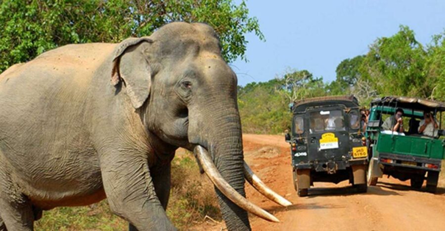 Sri Lanka: 2-Day Wildlife Tour; Rainforest and National Park