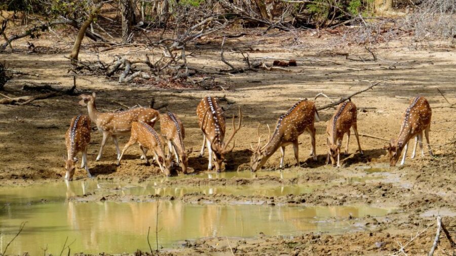 Sri Lanka: Yala National Park Private Safari