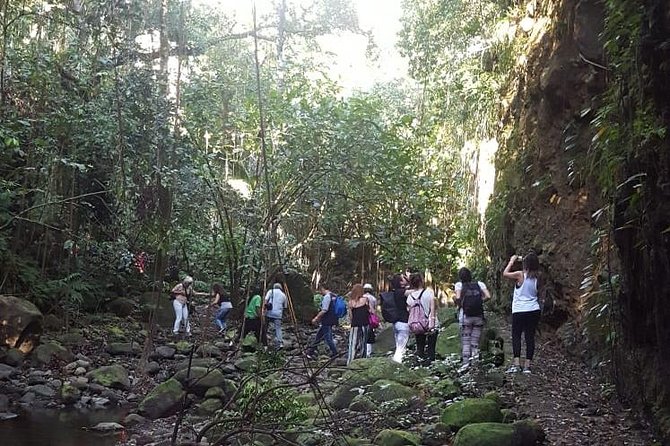 St Kitts Half-Day Rainforest Tour - Itinerary and Highlights