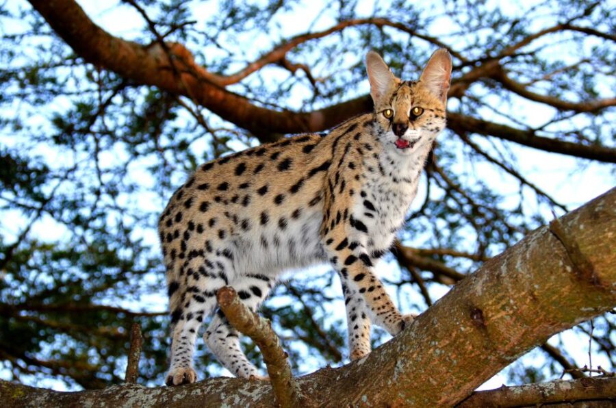 St Lucia Boat Safari and Emdoneni Wild Cat Day Tour