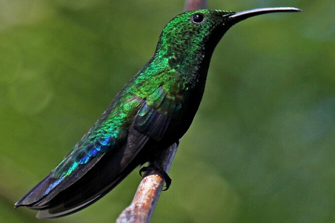 St.Martin – St.Maarten: Small Group, Birding Tour / Bird Watching Tour