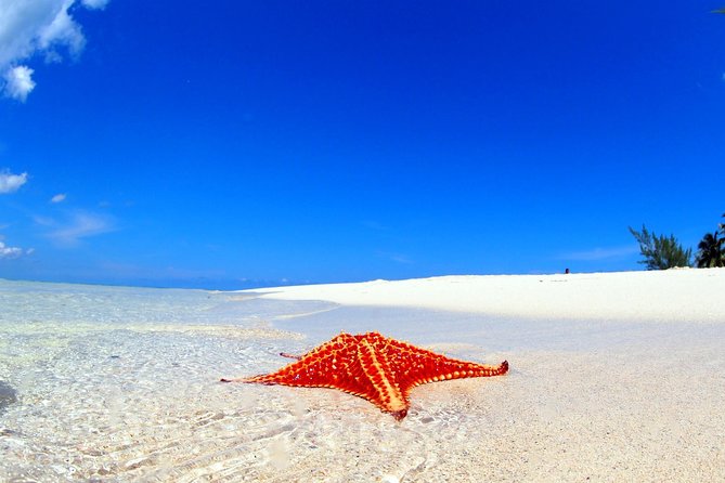 Starfish and Stingray City Fun Tour With Reef Snorkeling- 3 Stops
