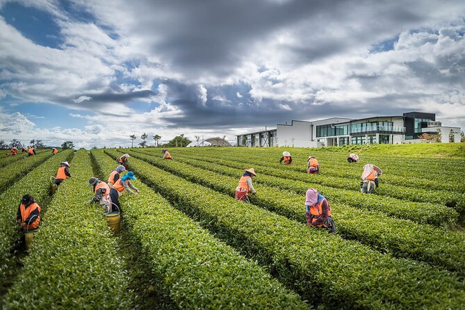 [Stevong Travel] Spring Flowers With Delicious Zealong Tea