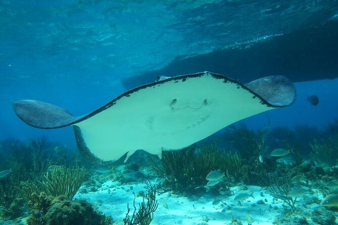 Stingray City Experience Plus One Snorkeling Stop - Meeting and Pickup