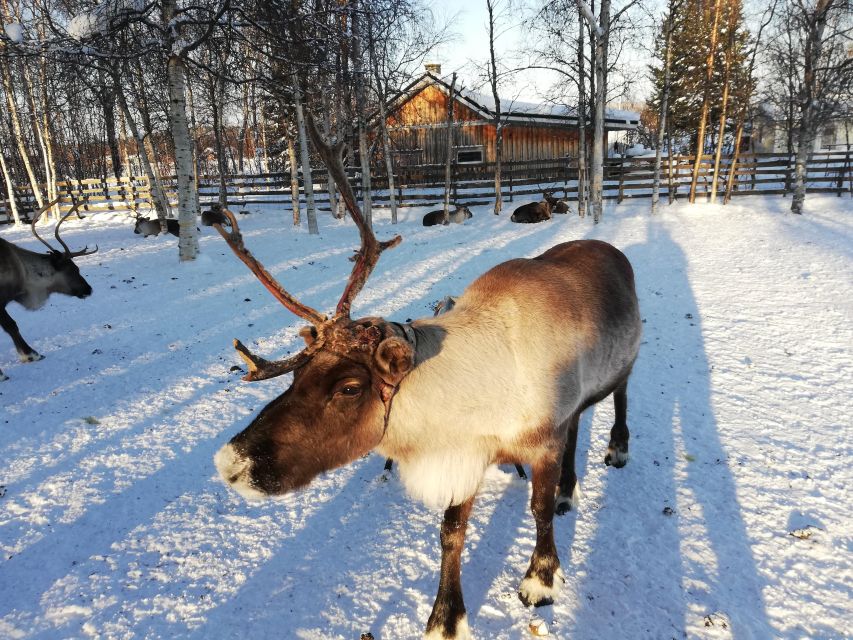 Stockholm: Christmas Traditions & Tastings Small Group Tour