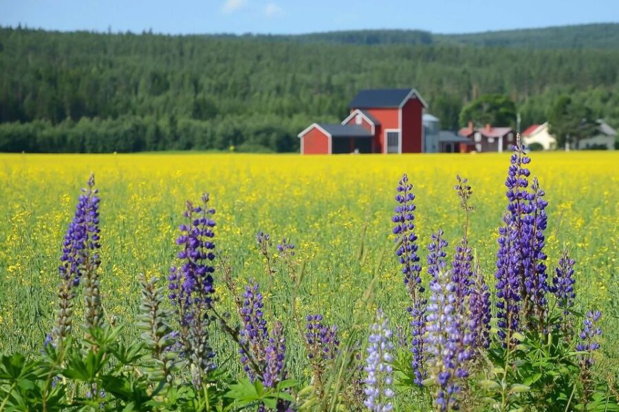 Stockholm: Evening Wildlife Safari With Midsummer Meal - Activity Overview