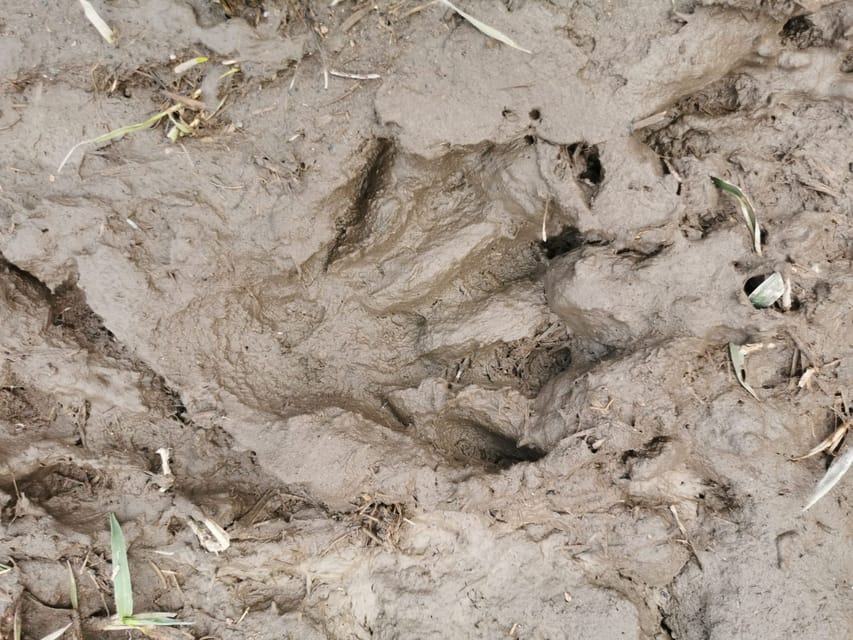 Stockholm: Wildlife Safari