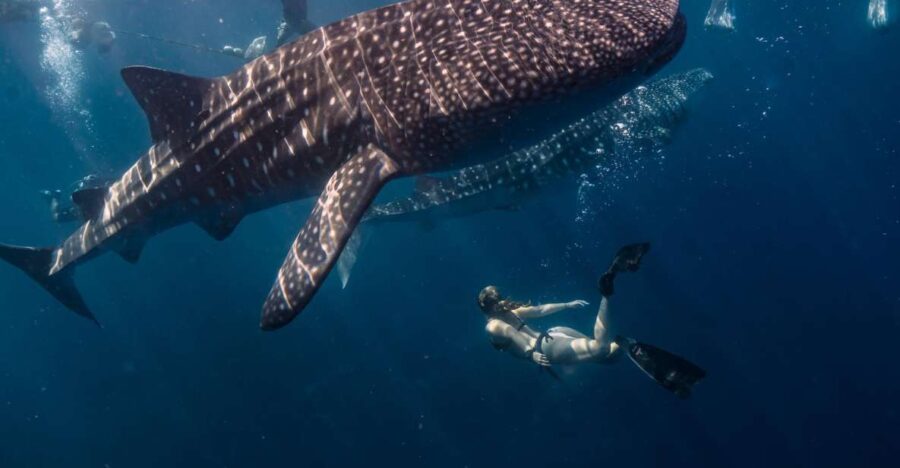 SUMBAWA WHALE SHARK TRIP - Trip Overview