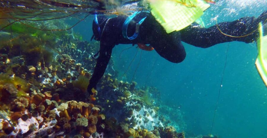 Summer Snorkeling With Grey Seals