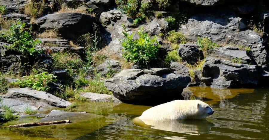 Summer Tour From Rovaniemi: Korouoma Waterfall and Ranua Zoo