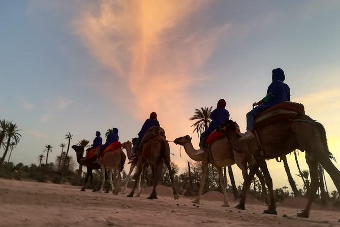 Sunset Camel Ride in the Palm Grove Of Marrakech - Marrakechs Captivating Palm Grove