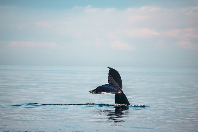 Sunset Whale Watching Adventure From Vancouver