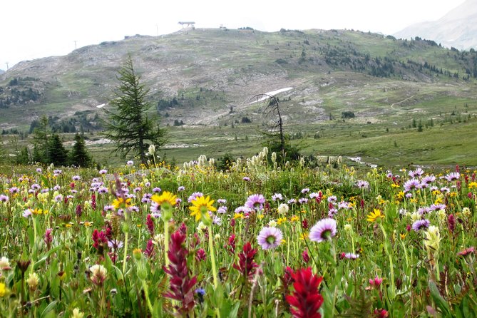Sunshine Meadows Vistas - Guided Hike (Easy) - Inclusions and Meeting Details