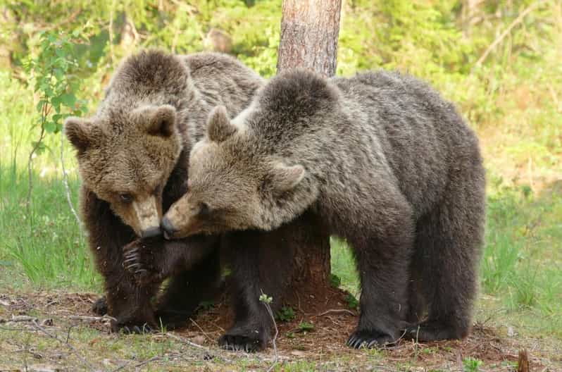 Suomussalmi, Finland: Bear Watching and Photography Night