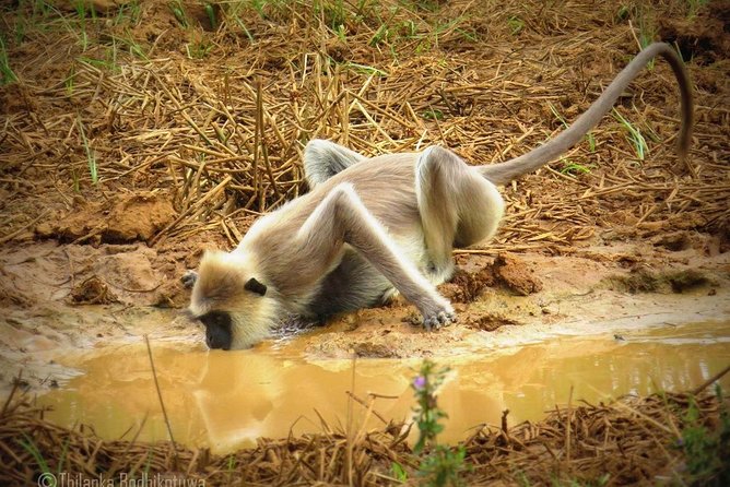 Super Luxury Jeep Safari at Yala National Park