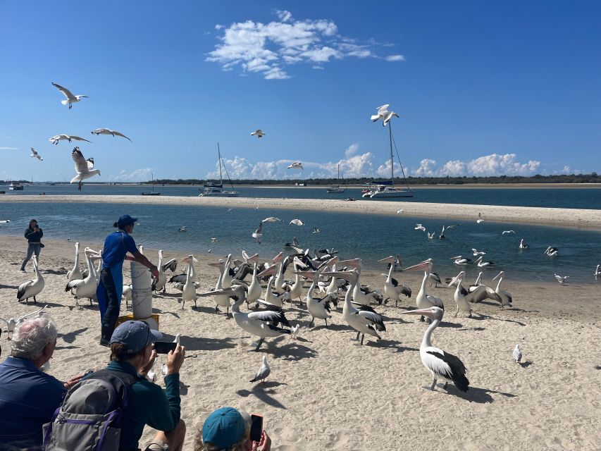 Surfers Paradise to Wavebreak Island Pelican Cruise + Picnic