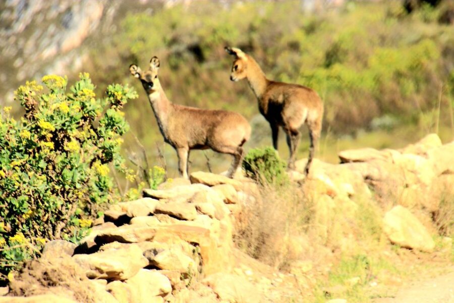 2 Best Guided Tours In Oudtshoorn