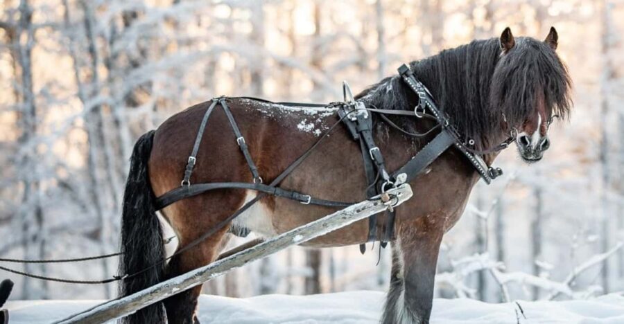 Sweden: Work in the Forest With Horses