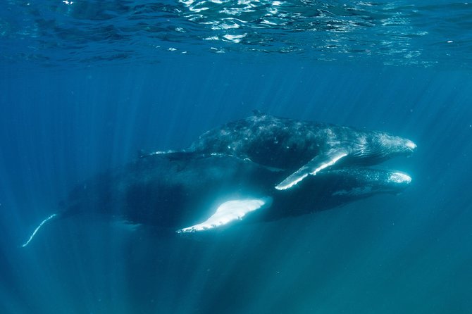 Swim With Humpback Whales – Ningaloo Reef – 3 Islands Whale Shark Dive