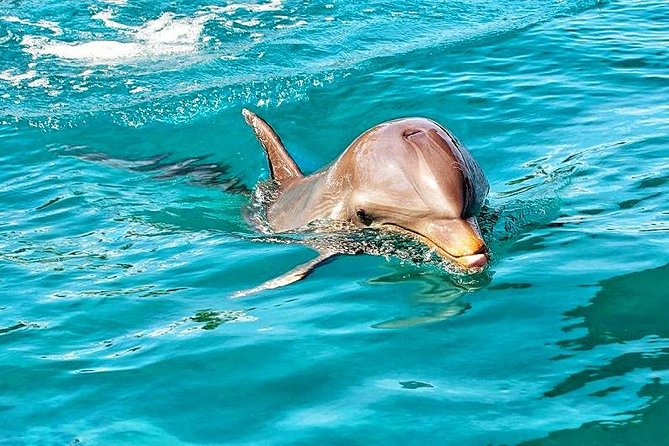 Swimming With Wild Dolphins & Whale Watching With Transportation