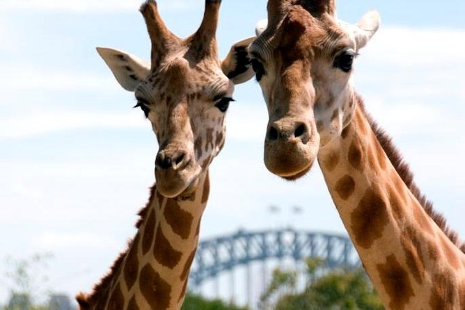 Sydney Harbour Ferry With Taronga Zoo Entry Ticket - Meeting and Pickup Details