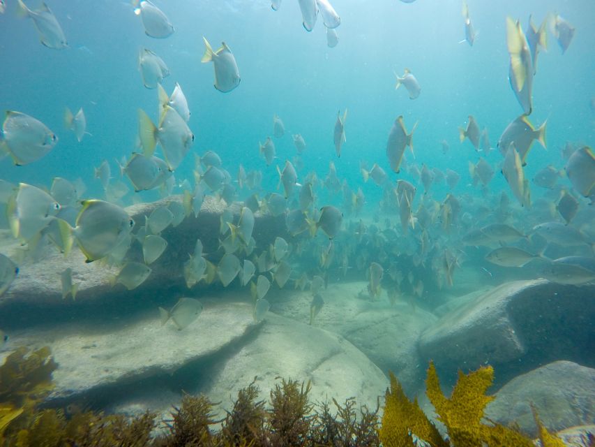 Sydney: Manly and Shelly Beach Snorkeling Tour