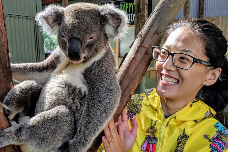 Sydney: Private Wildlife, Waterfalls and Wine Tour - Private Koala Experience