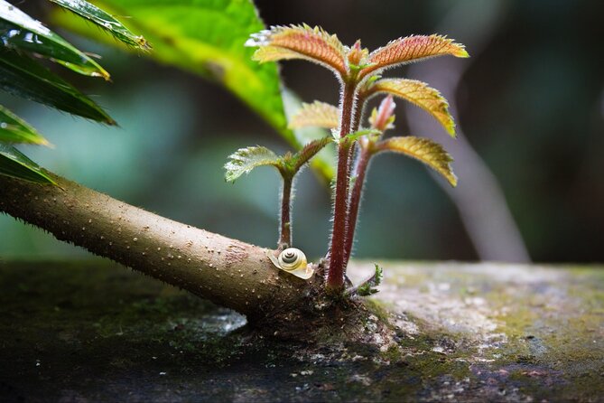 Tablelands & Kuranda Rainforest Adventure Tour With Lunch & Swim