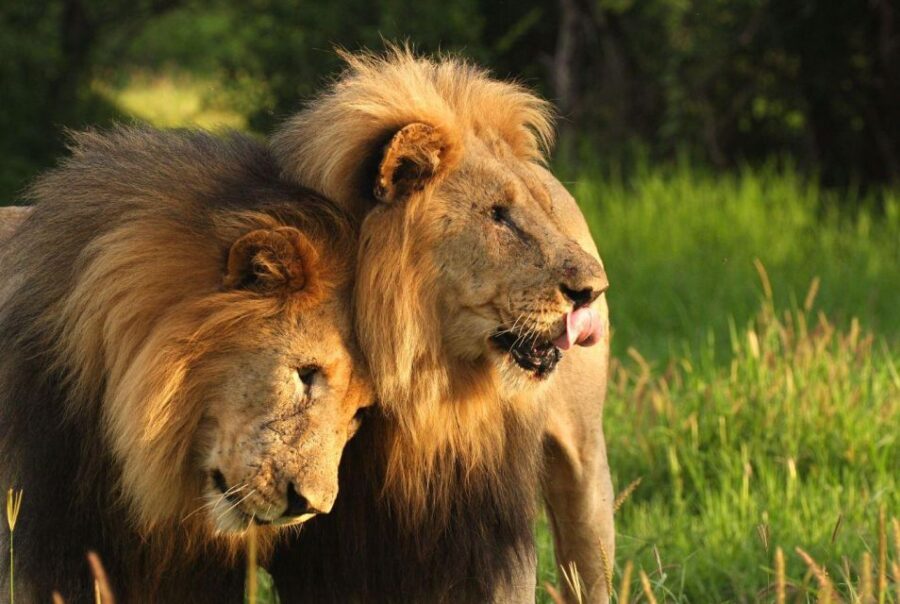 Tala Game Res, Lion Park & Phezulu Full Day Tour From Durban