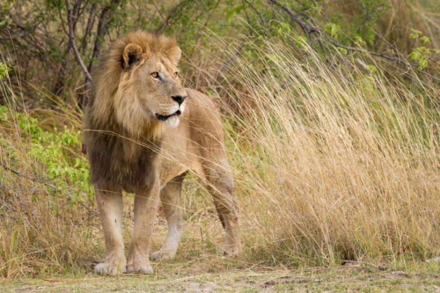Tala Game Reserve & Natal Lion Park Day Tour From Durban