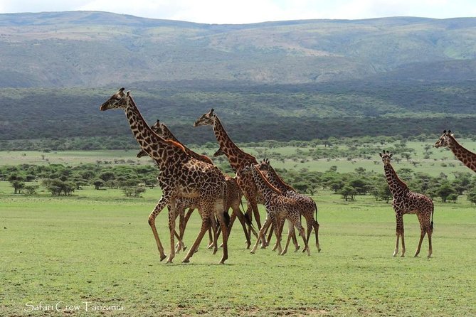 Tanzania Safari With Guide in English, the Great Migration of the Serengeti