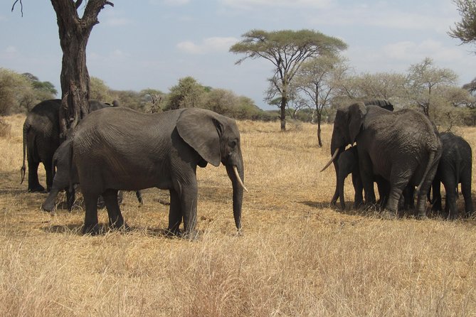 Tarangire National Park: Guided Day Tour From Arusha