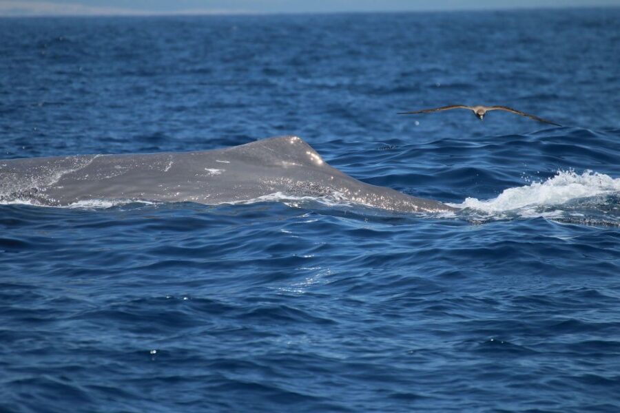 2 Best Dolphin Watching Tours In Tarifa