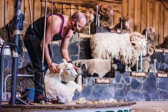 Tauranga-Rotorua: Te Puia Geysers-Agrodome Farm Show Private Tour