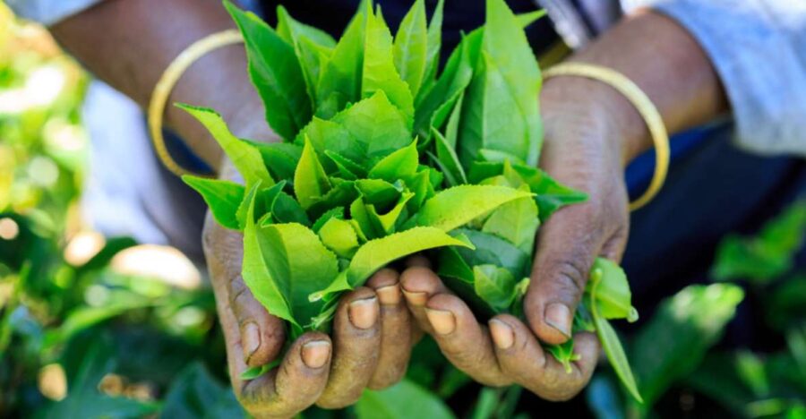 Tea Trail of Nuwara Eliya