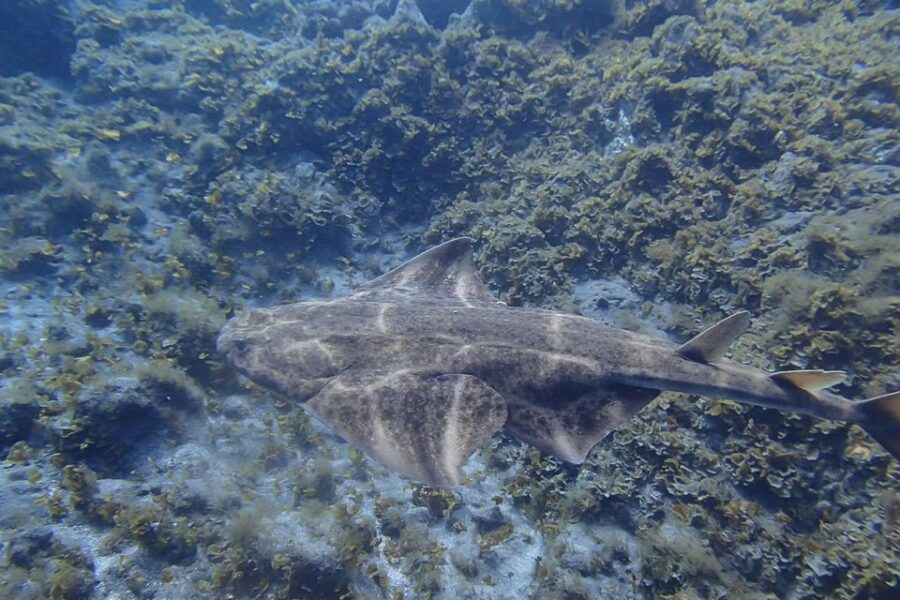 Tenerife: Abades Beach Beginner Diving Experience