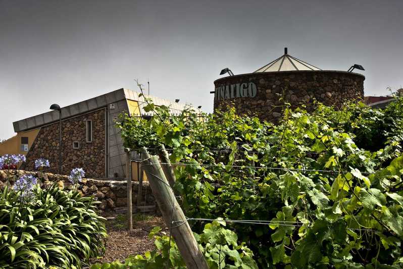 Tenerife: Bodega Viñátigo – Commented Tasting of 3 Wines