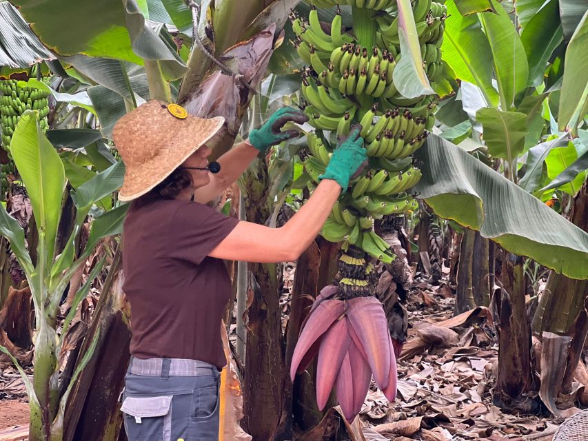 Tenerife: Finca Las Margaritas Banana Plantation Experience