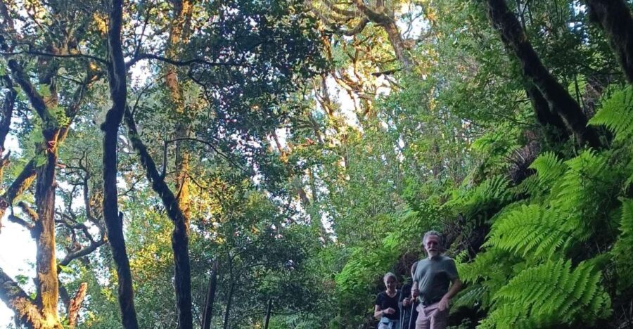 Tenerife: Hiking Tour Above Masca and Enchanted Forest