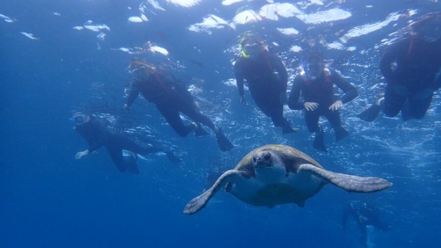 Tenerife: Kayaking and Snorkeling With Turtles