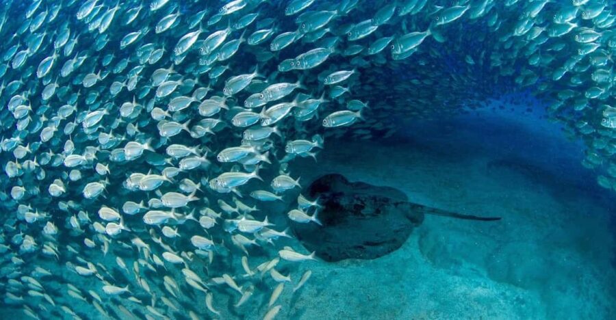 Tenerife: Private Scuba Diving Experience for Every Level