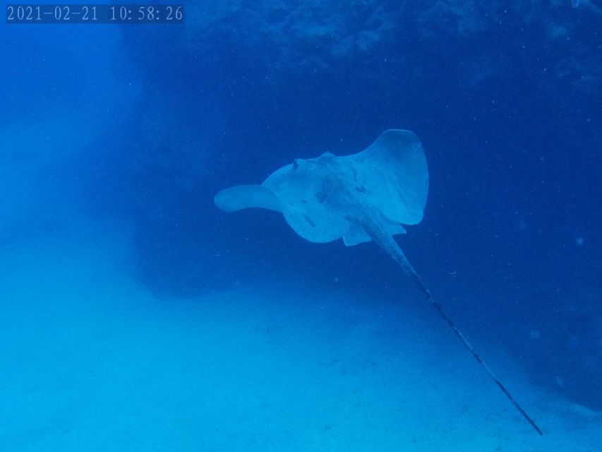 Tenerife: Puerto Colon Certified Scuba Dive by Speed Boat