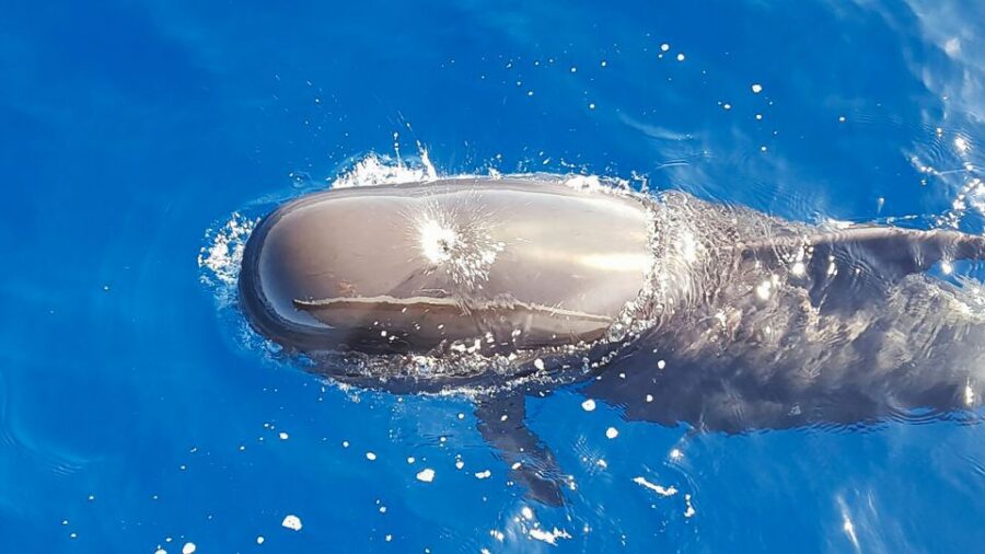 Tenerife: Sailboat Tour With Food and Snorkeling