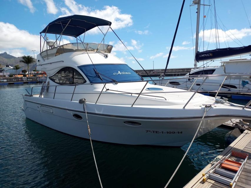 Tenerife South: Safari With Luxury Boat, Animal Encounters - Activity Overview