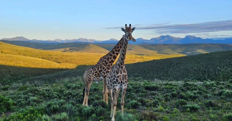 The Best Garden Route Budget Tour - Scenic Whale Coast Drive