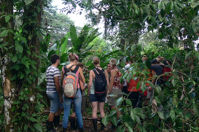 The Best of Tortuguero: Canoe, Hike and Night Tour (Turtle in Jul-Oct)