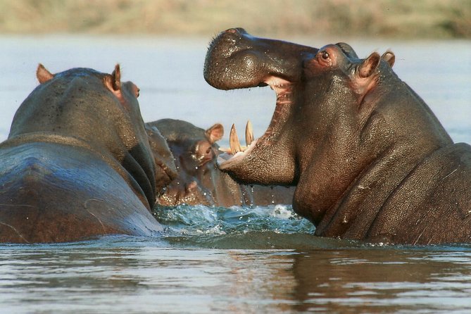 The Best Selous 1 Day Safari From Zanzibar