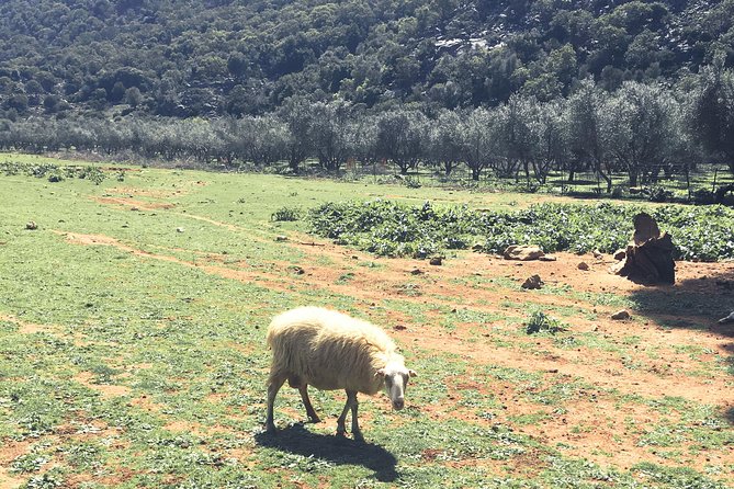 The Cretan Way of Life at the Mountains of Rethymno (Mylopotamos)