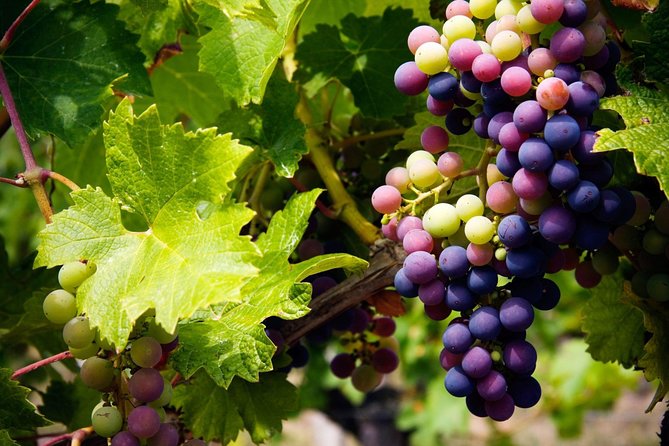 The Grape Escape: Troodos Mountains Thru Wine Small Group Tour 7hrs