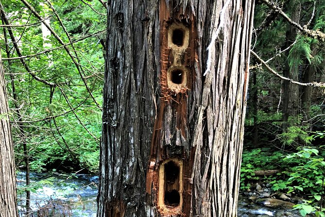 The Great Forest Immersion Tour in Canada